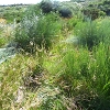 Plants: image 6 Of 42 Thumb